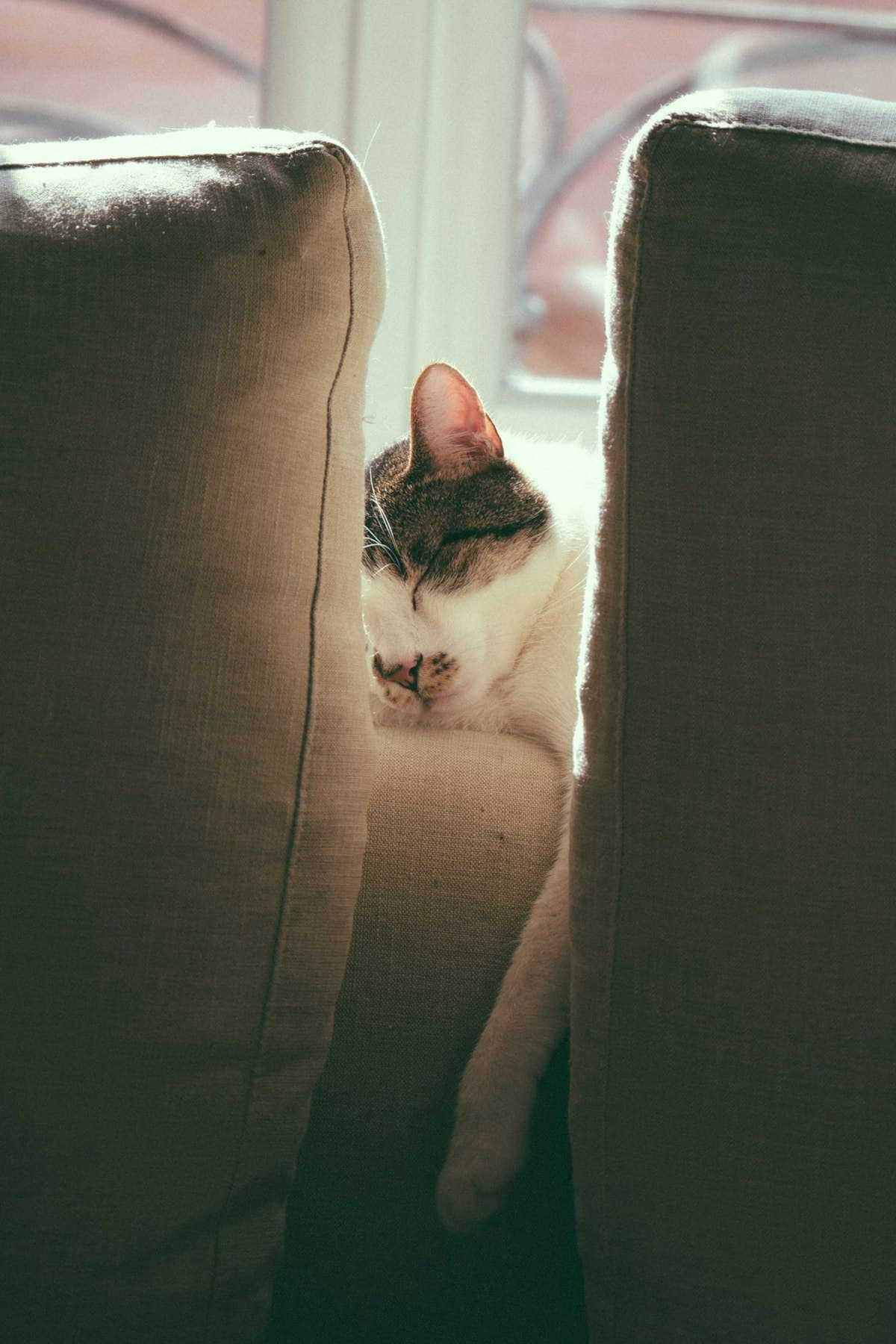 โซฟากันแมวข่วน Morninglux ดียังไง ทำไมคนที่มีแมวถึงเลือก